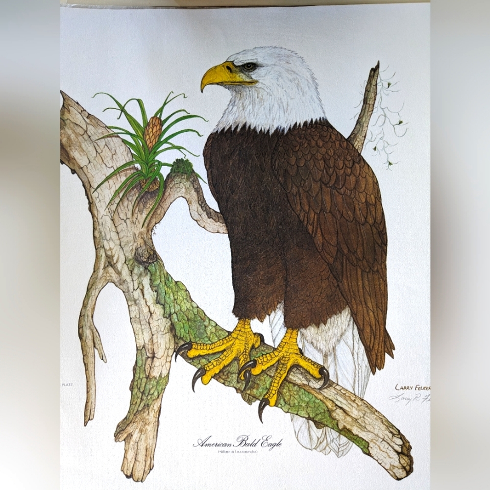 Vintage American Bald Eagle Lithograph Large Signed By Larry Felker 1975 Tree